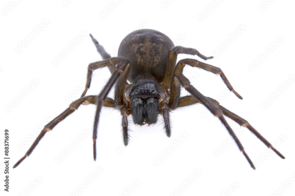 Dark brown spider on a white background Dark brown spider on a white background