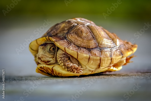 Turtle Hiding in Shell