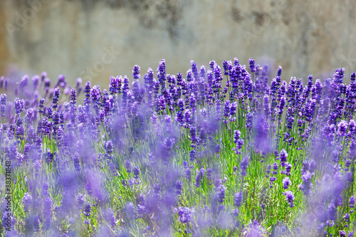 Fototapeta Naklejka Na Ścianę i Meble -  Lavendel