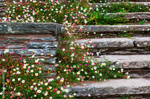 Fototapeta Naklejka Na Ścianę i Meble -  Bruchsteinmauer mit Gänseblümchen bewachsen