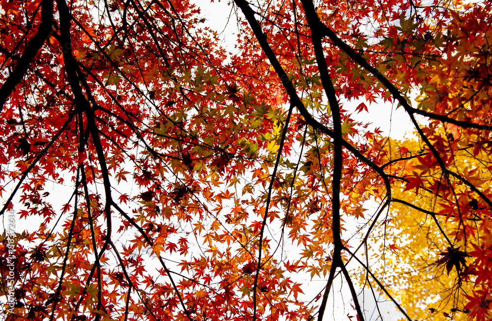 bright autumn leaves in the natural environment bright autumn leaves in the natural environment