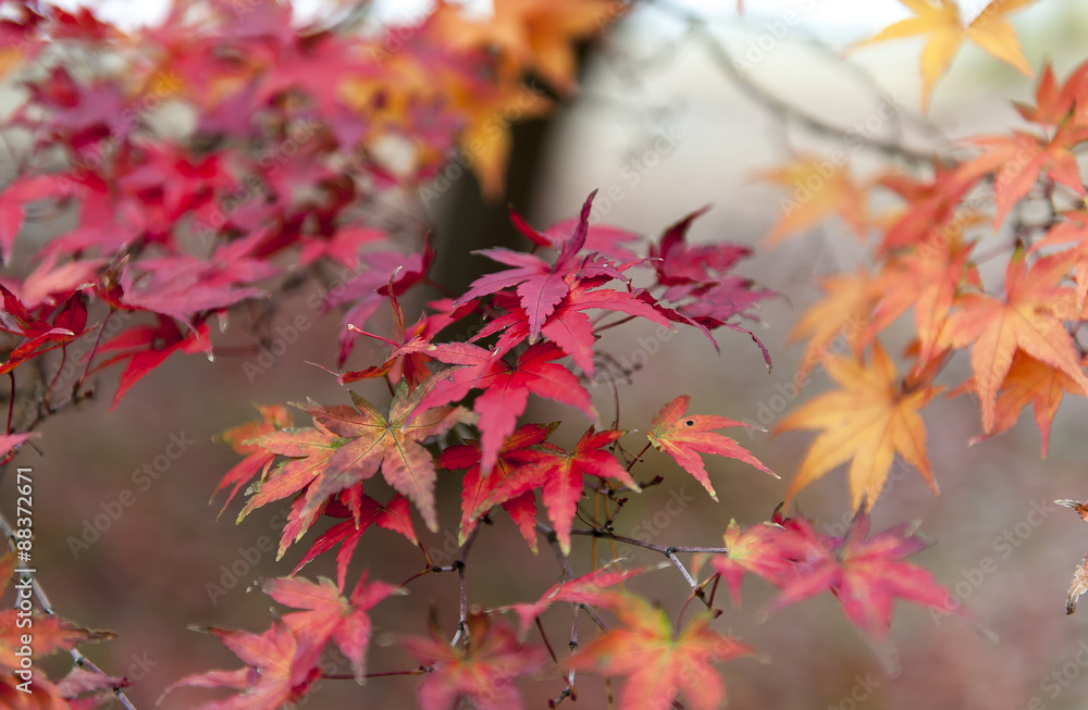 bright autumn leaves in the natural environment bright autumn leaves in the natural environment