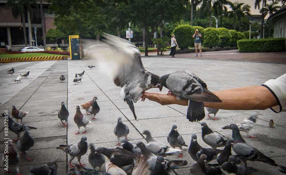 Fototapeta premium Feeding