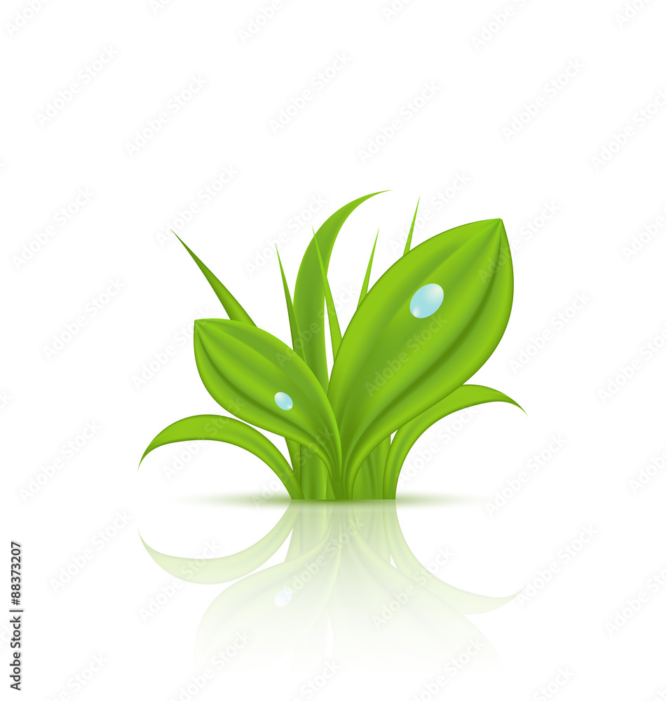 Obraz premium Green grass with drops isolated on white background