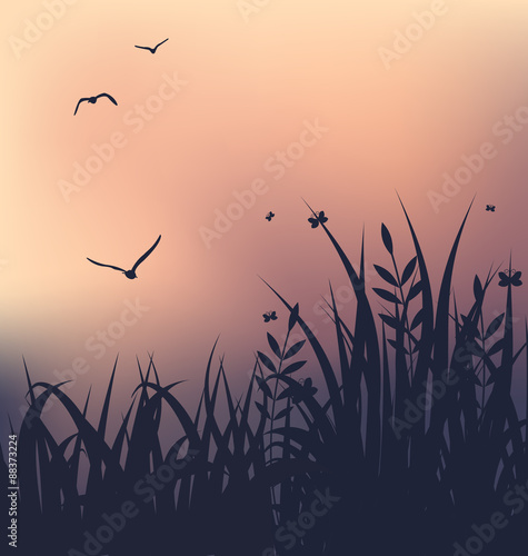 Sunset with grass and flying seagulls