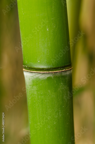  bamboo on a background bokeh