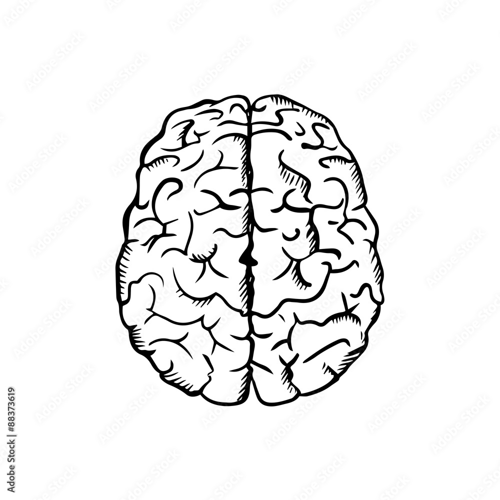 Human brain sketch in ouline style Stock Vector Adobe Stock