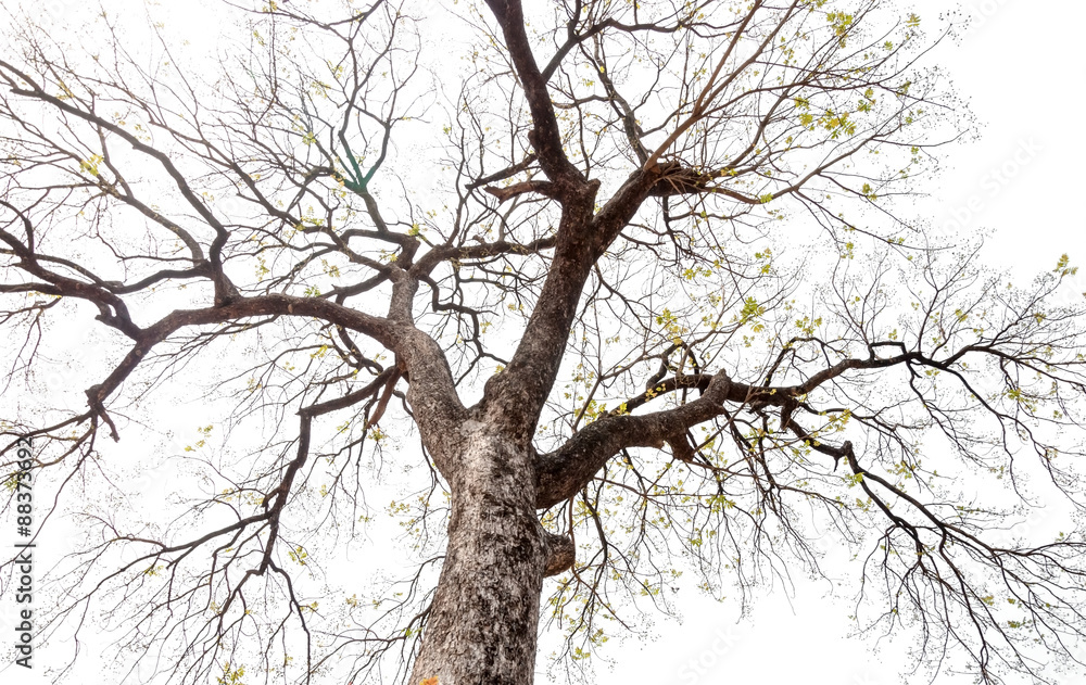 Tree with branches on white sky Tree with branches on white sky