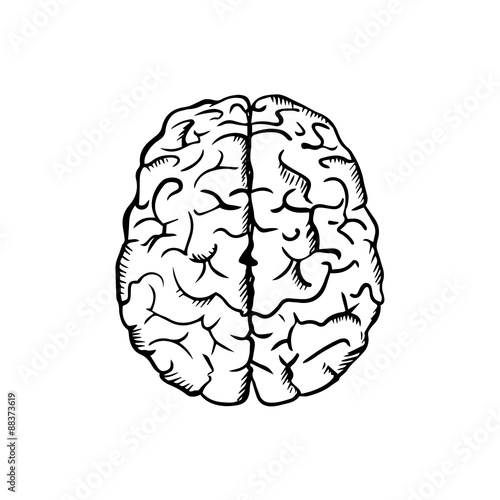 Human brain sketch in ouline style