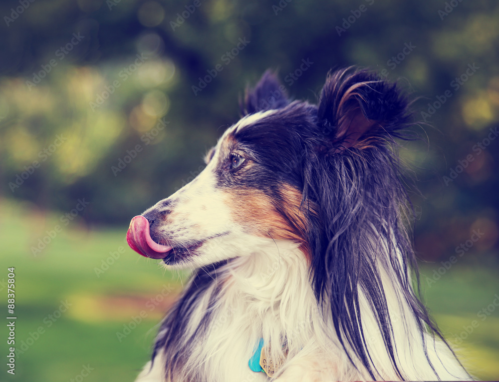 a pretty australian shepherd dog profile in the park a pretty australian shepherd dog profile in the park