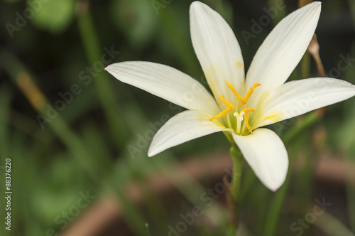 White Zephyranthes flower on flowerbed in the garden