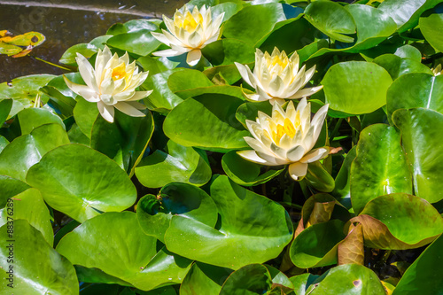 Water lily in pool of water