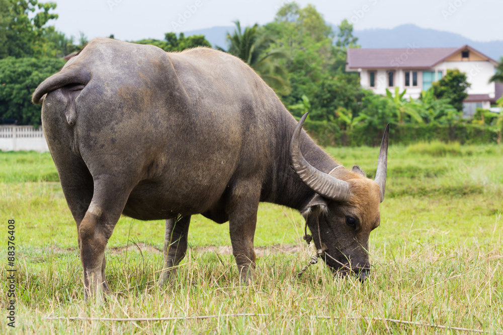 Mammal animal, Thai buffalo in grass field Mammal animal, Thai buffalo in grass field