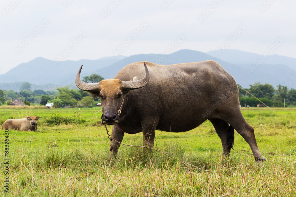 Mammal animal, Thai buffalo in grass field Mammal animal, Thai buffalo in grass field