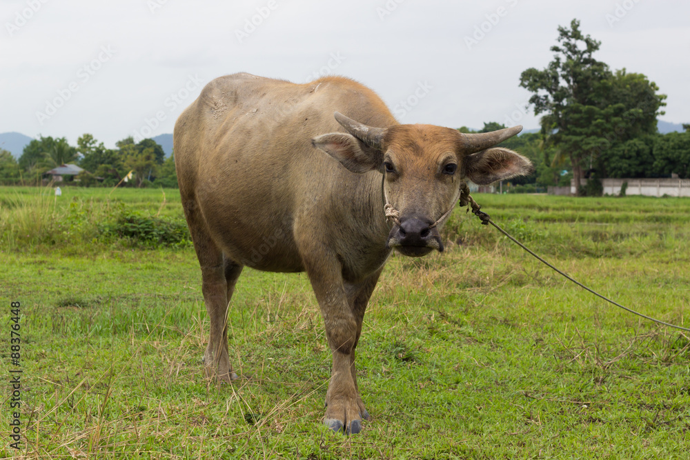 Mammal animal, Thai buffalo in grass field Mammal animal, Thai buffalo in grass field