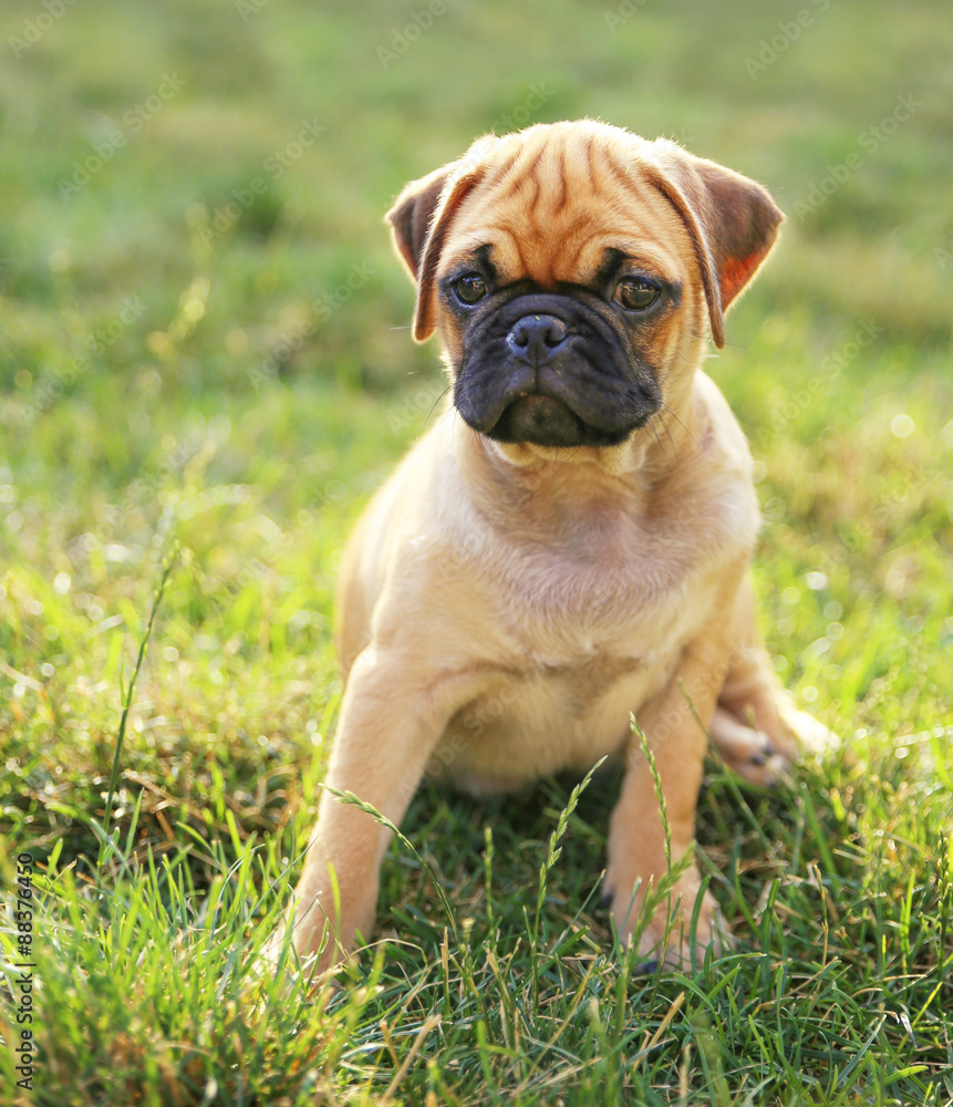  a cute baby pug chihuahua mix puppy playing in the grassy clove