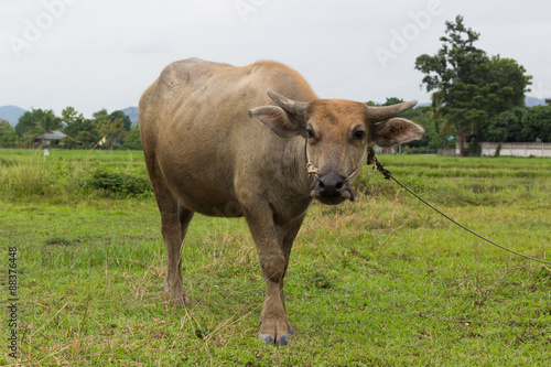 Wallpaper Mural Mammal animal, Thai buffalo in grass field Torontodigital.ca