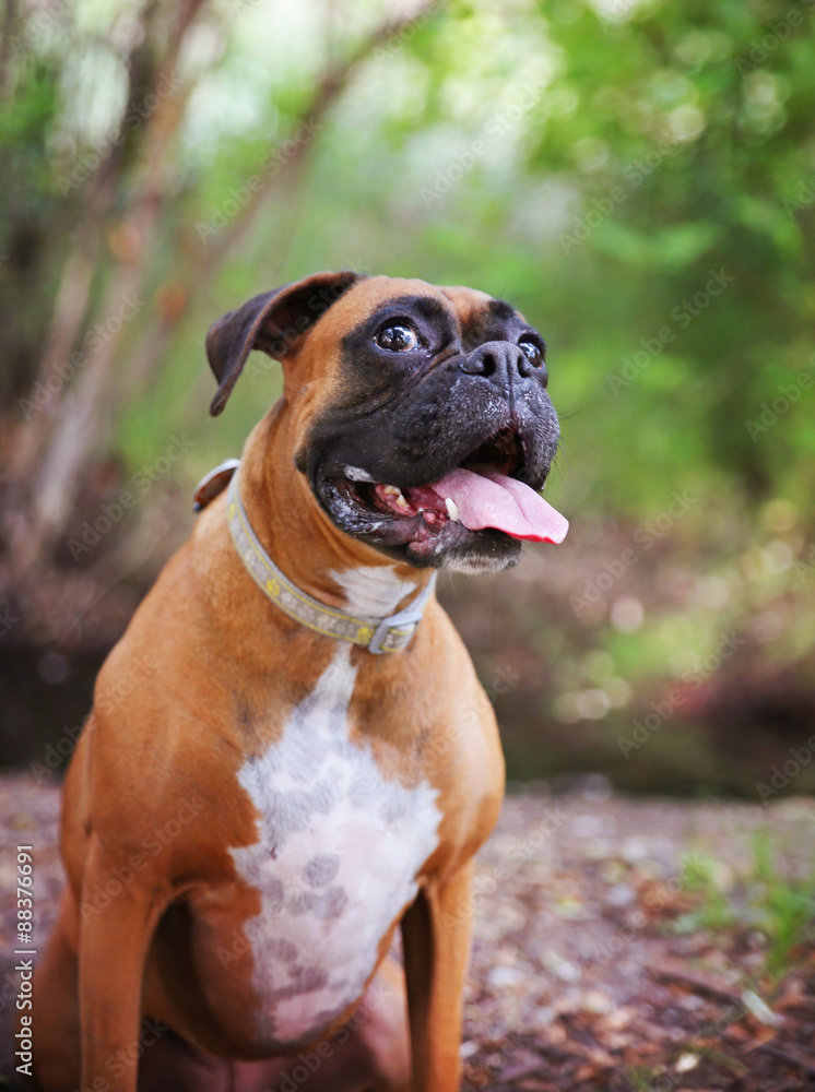Adult Boxer Portrait In A Natural Outdoor Setting with her tongu Adult Boxer Portrait In A Natural Outdoor Setting with her tongu