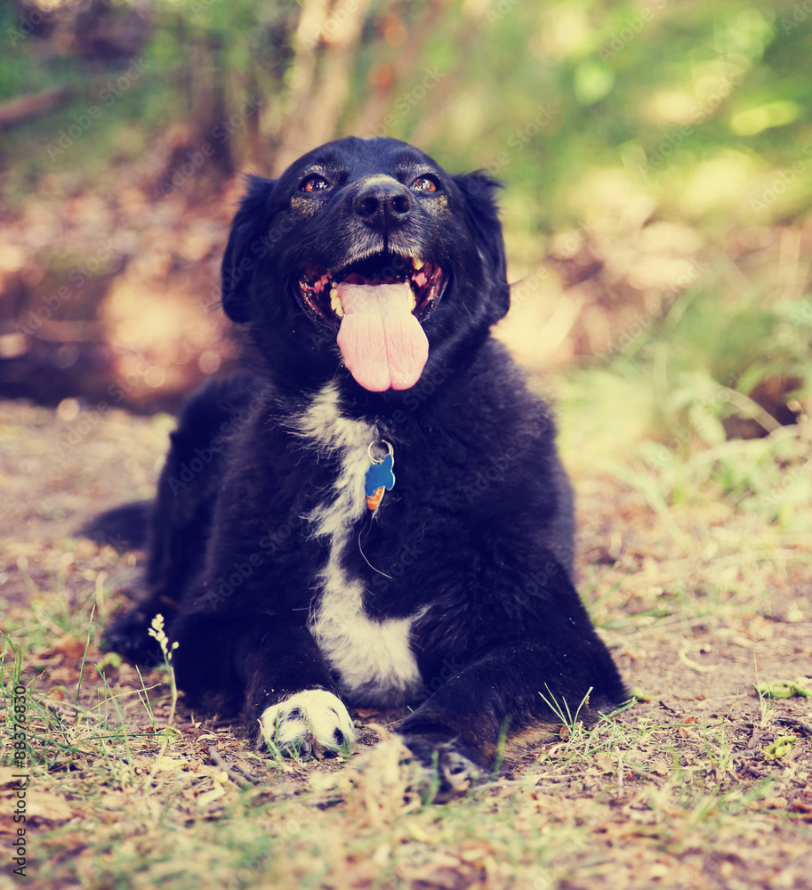 an australian shepherd dog out in nature looking at a ball to be