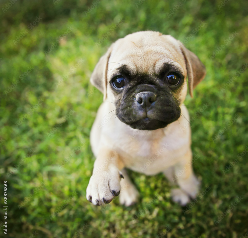a cute chihuahua pug mix puppy (chug) looking at the camera with