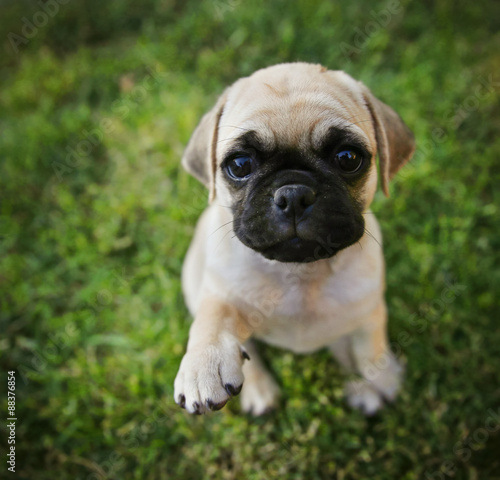 a cute chihuahua pug mix puppy  chug  looking at the camera 