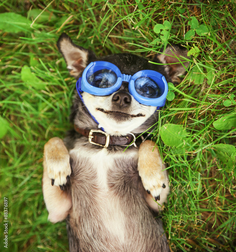  a cute chihuahua wearing goggles and sitting outside during summer