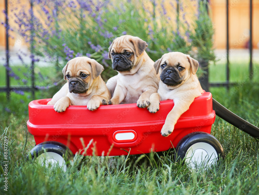Foto de Three pug chihuahua mix - chug- puppies in a red wagon do Stock |  Adobe Stock