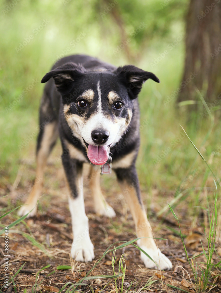  a dog out in nature looking at a ball to be thrown