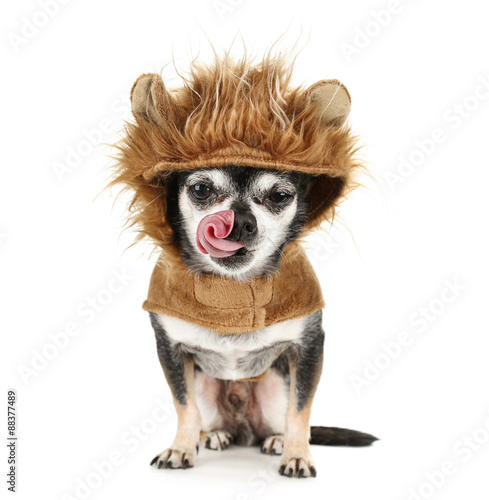 Obraz na plátně a tiny chihuahua in a lion costume licking his nose isolated on
