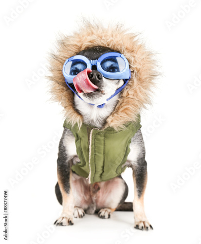a chihuahua with a furry coat and goggle on isolated on a white