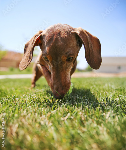 Obraz na plátne a wiener dog dachshund dog playing with a tennis ball (SHALLOW DOF)