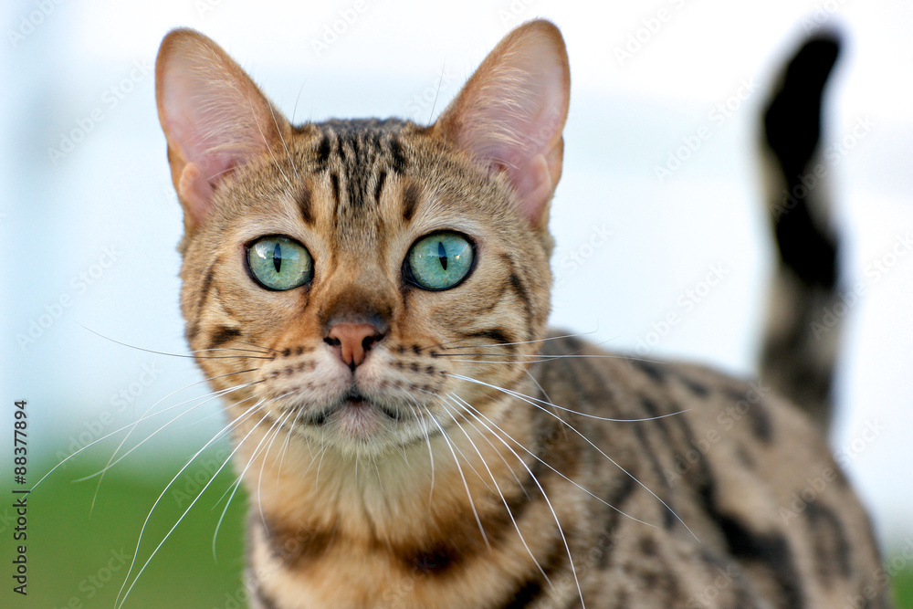 Brown spotted Bengal Cat with aqua colored eyes