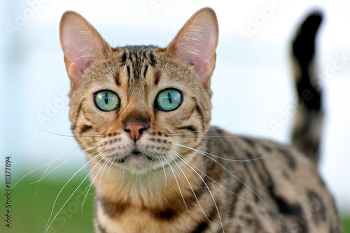 Brown spotted Bengal Cat with aqua colored eyes
