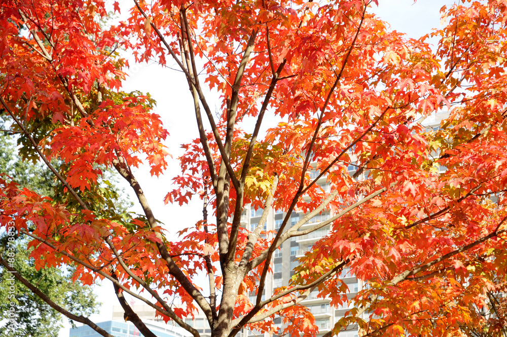 boston common