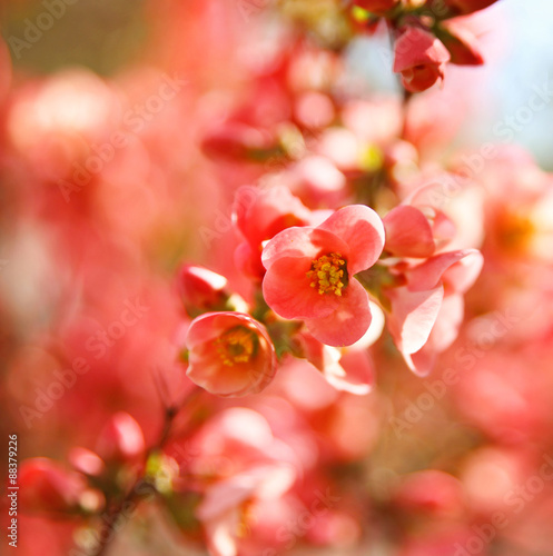 pretty spring tree flowers blooming in the spring toned with a r