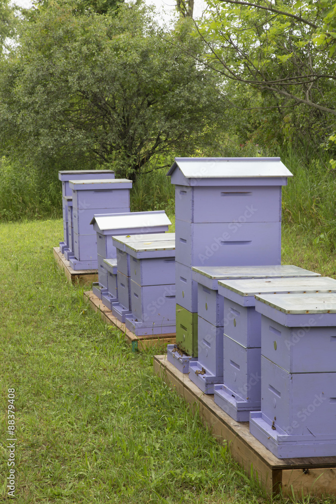 Bee Hives Bee Hives