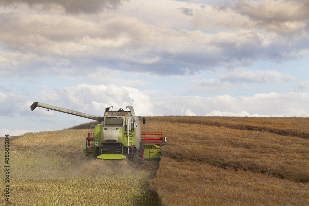 Fototapeta premium Combine Harvesting Rapeseed Field
