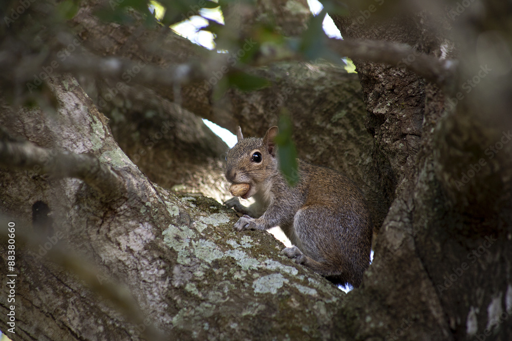 .Closeup of cute grey squirrel sitting in a tree, eating peanuts. Composition with animals. .Closeup of cute grey squirrel sitting in a tree, eating peanuts. Composition with animals.