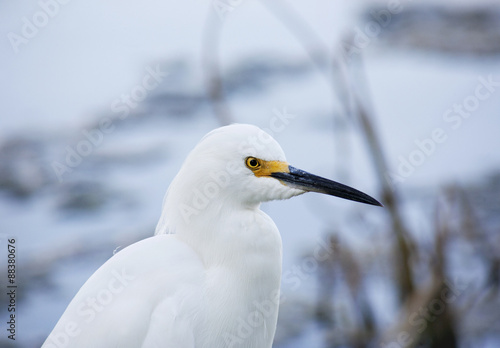 close-up portrait of white snow egret on nature background