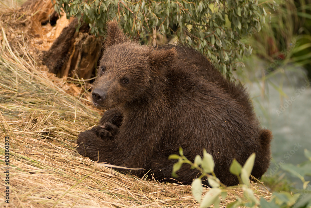 Bear cub turning towards camera beside river Bear cub turning towards camera beside river