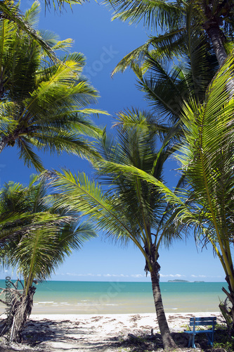 Palm tree,Cowley Beach, Cardwell, Great Barrier Reef, Australia -2 photo