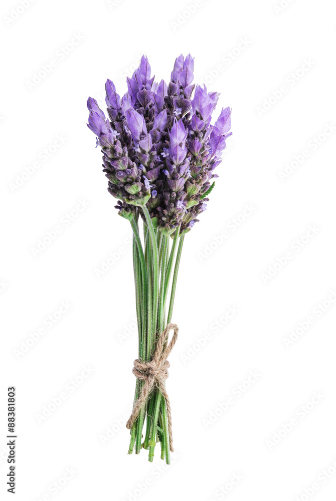 Fototapeta premium pakiet lawendy