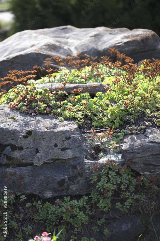 Rock Garden Rock Garden