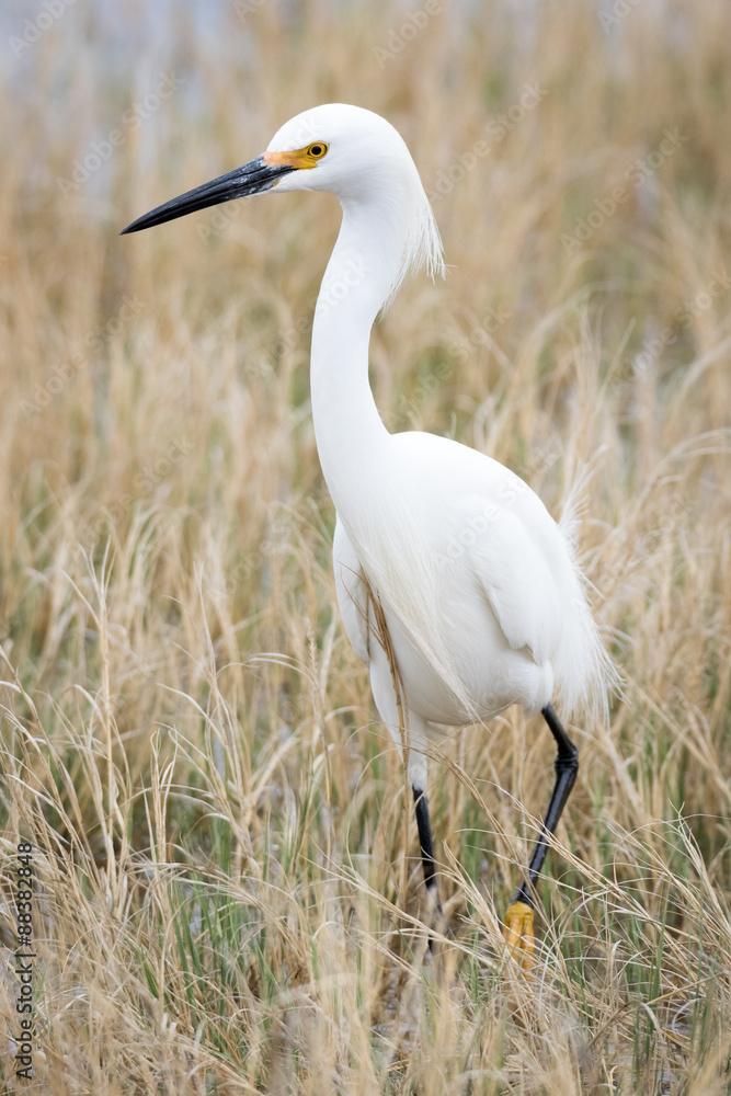 Obraz premium Snowy Egret walking through dried grass on an overcast day