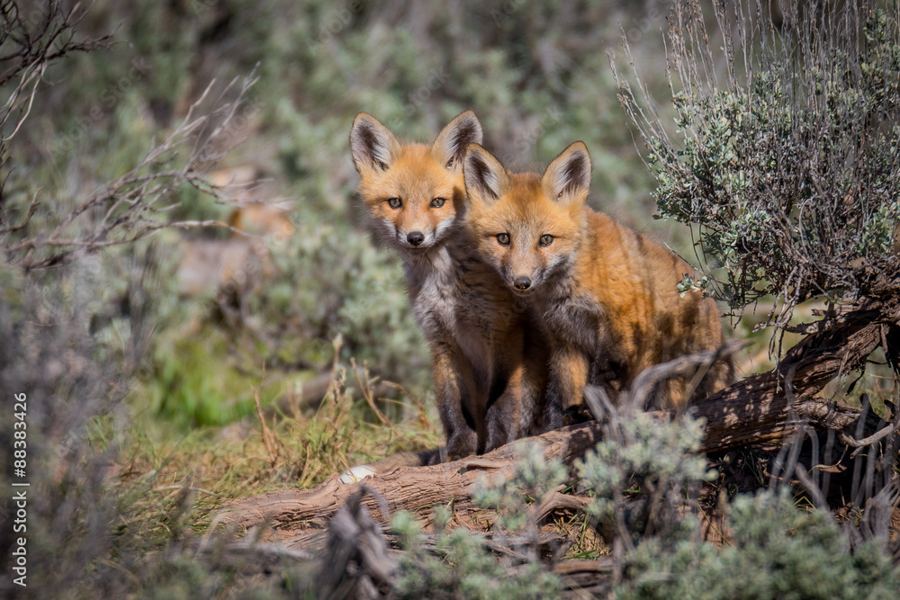 Two Red Fox Kits surrounded by Sagebrush