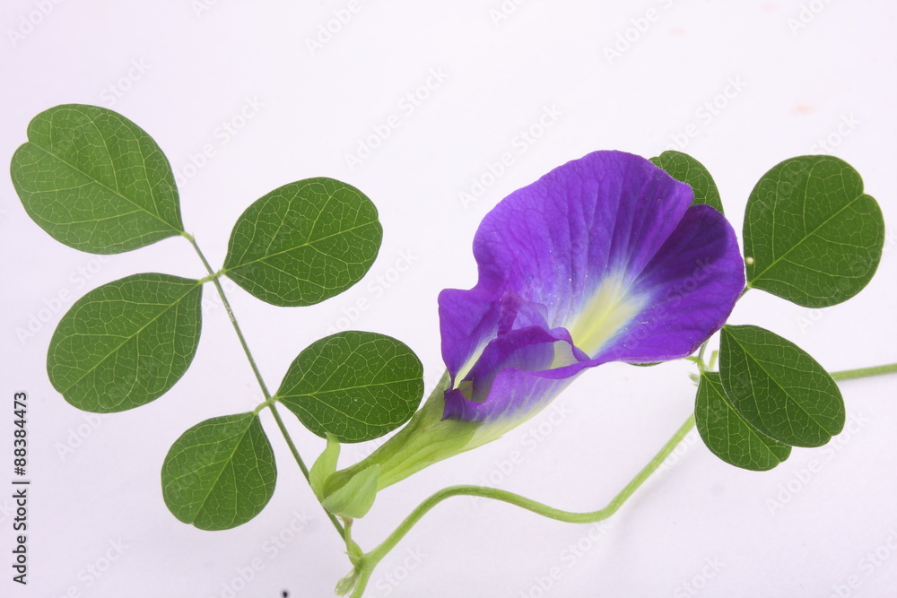 Naklejka premium Clitoria ternatea flower with leaves.