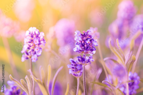 Fototapeta Naklejka Na Ścianę i Meble -  Lavender flowers background