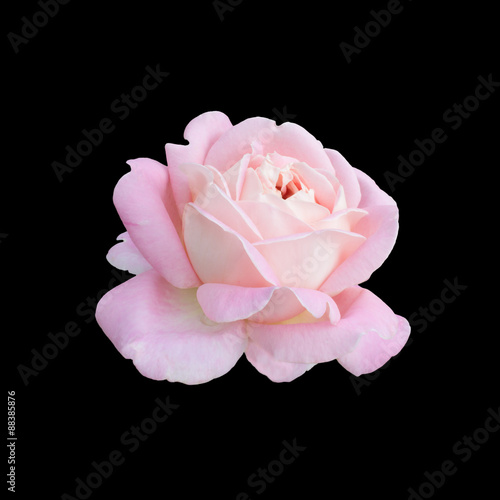 Beautiful  pink rose