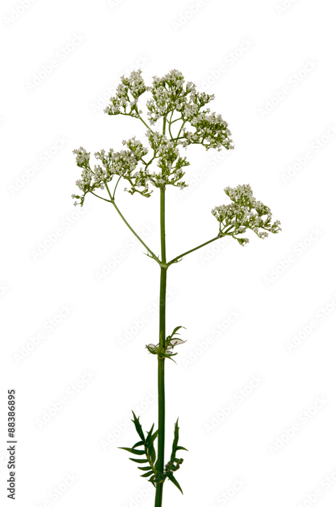 Valerian Valerian