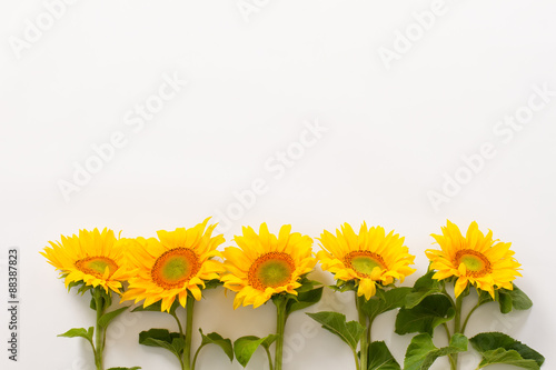 Series of beautiful sunflowers.